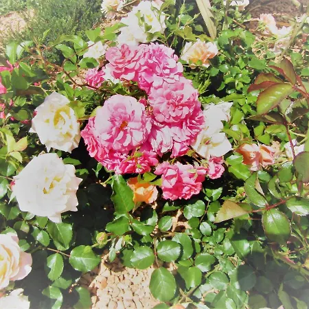 Bed and Breakfast Il Batacchio Minerbio